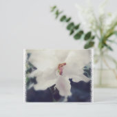 White African Violet Flower Briefkaart (Staand voorkant)