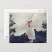 White African Violet Flower Briefkaart (Voorkant / Achterkant)