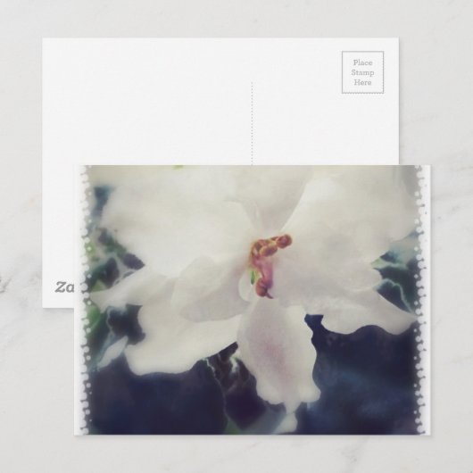 White African Violet Flower Briefkaart (Voorkant / Achterkant)