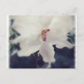White African Violet Flower Briefkaart (Voorkant)