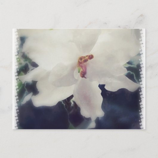 White African Violet Flower Briefkaart (Voorkant)