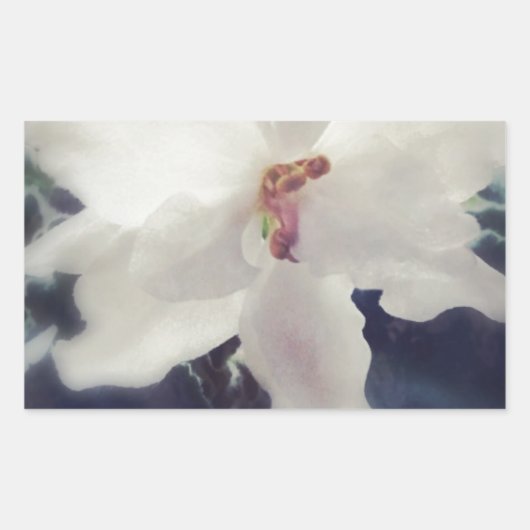 White African Violet Flower Rechthoekige Sticker (Voorkant)