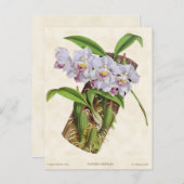 White Aganisia Orchid Botanical Briefkaart (Voorkant / Achterkant)