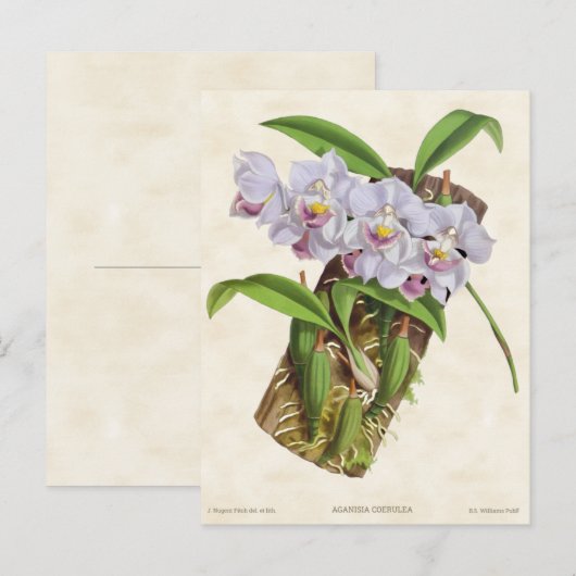 White Aganisia Orchid  Botanical Briefkaart (Voorkant / Achterkant)