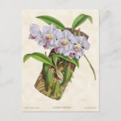 White Aganisia Orchid  Botanical Briefkaart (Voorkant)
