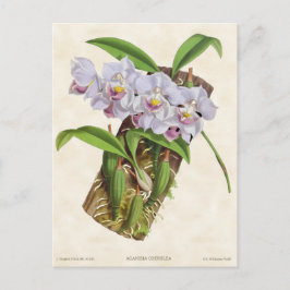 White Aganisia Orchid  Botanical Briefkaart