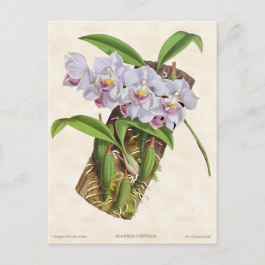 White Aganisia Orchid Botanical Briefkaart (Voorkant)