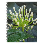 White Agapanthus Buds Floral Notitieboek (Voorkant)