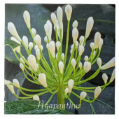 White Agapanthus Buds Floral Tegeltje (Voorkant)