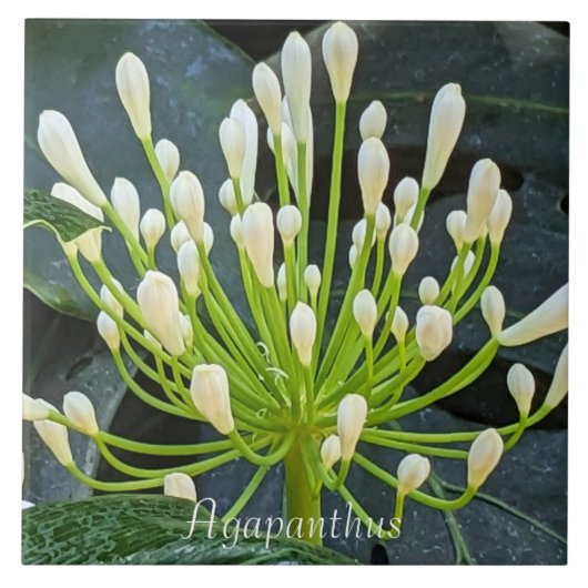 White Agapanthus Buds Floral Tegeltje (Voorkant)