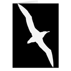 White Albatross Bird in Flight