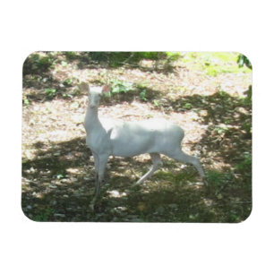 White/albino Deer 3x4 Photo Magnet Magneet