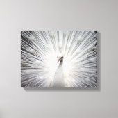White Albino Peacock Stunning Art Canvas Afdruk (Voorkant)