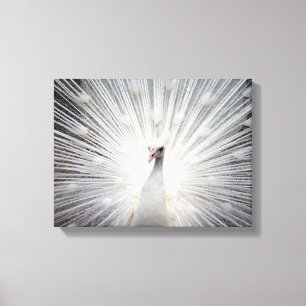 White Albino Peacock Stunning Art Canvas Afdruk