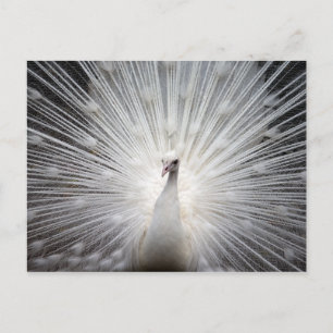 White Albino Peacock Stunning Wall Art Briefkaart