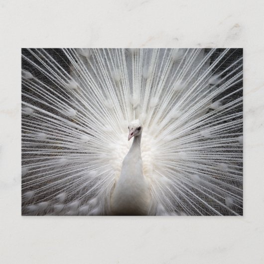 White Albino Peacock Stunning Wall Art Briefkaart (Voorkant)