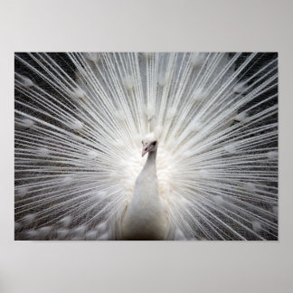 White Albino Peacock Stunning Wall Art Poster