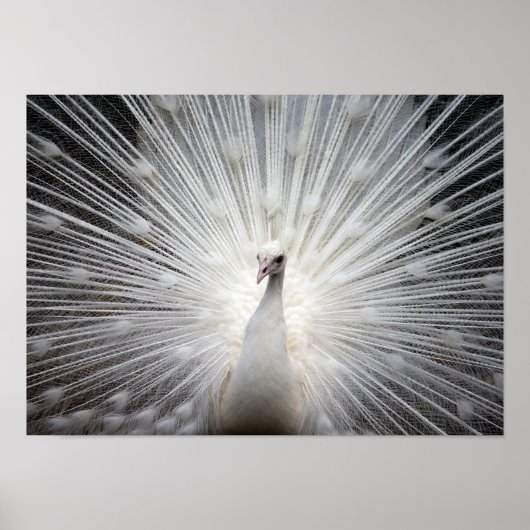 White Albino Peacock Stunning Wall Art Poster (Voorkant)