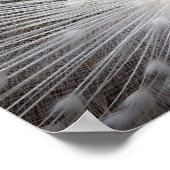 White Albino Peacock Stunning Wall Art Poster (Hoek)