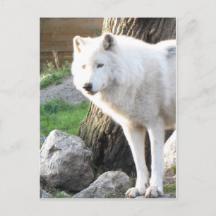 White albino wolf spirit - Therian giften Briefkaart