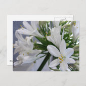 White Allium Flowers 1 Briefkaart (Voorkant / Achterkant)