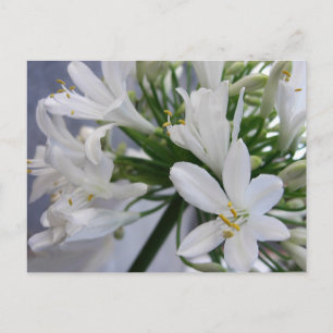 White Allium Flowers 1 Briefkaart