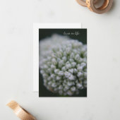White Allium Notitiekaartje (Voorkant / Achterkant in situ)