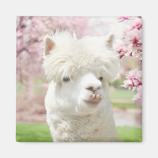 White Alpaca Magneet (Voorkant)