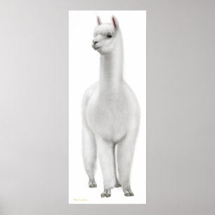 White Alpaca Print