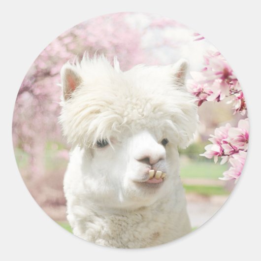 White Alpaca Ronde Sticker (Voorkant)