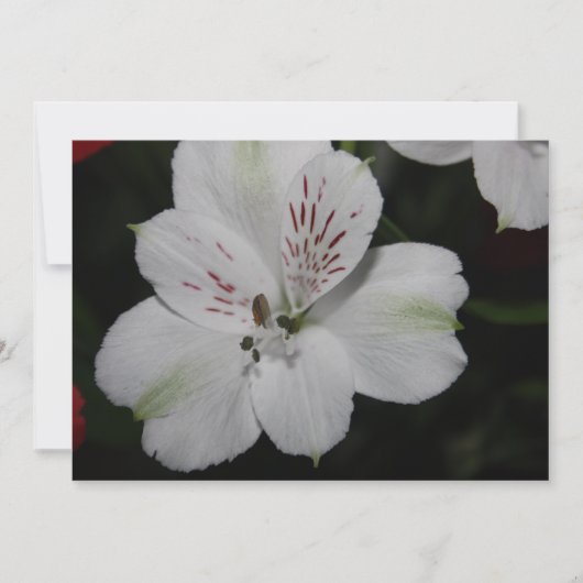 White Alstroemeria Invitation Kaart (Voorkant)