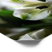 White Alstroemeria Peruvian Lilly Flower Poster (Hoek)