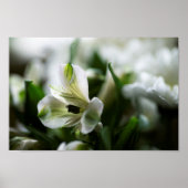 White Alstroemeria Peruvian Lilly Flower Poster (Voorkant)