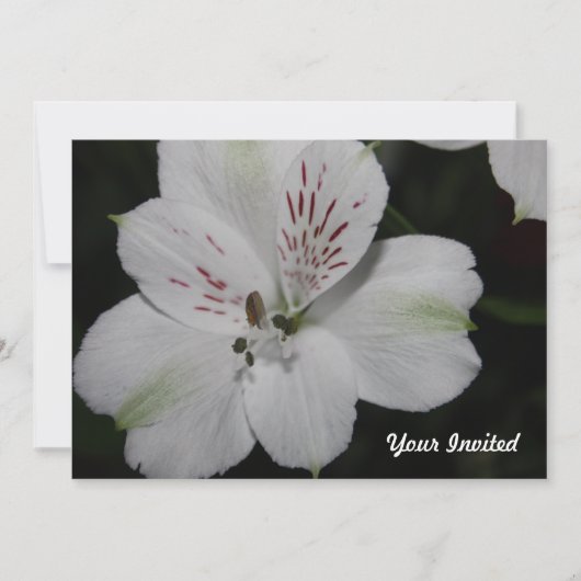 White Alstroemeria Your Invitation Kaart (Voorkant)