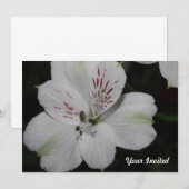 White Alstroemeria Your Invitation Kaart (Voorkant / Achterkant)