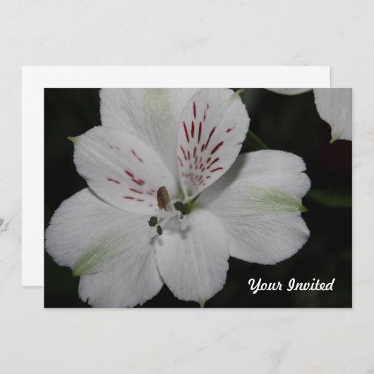 White Alstroemeria Your Invitation Kaart (Voorkant / Achterkant)