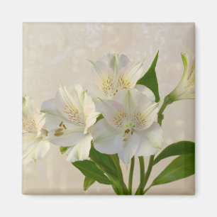 White Alstromeria Flowers Magneet