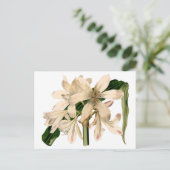 White Amaryllis Botanical Briefkaart (Staand voorkant)