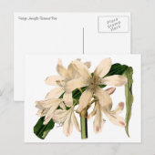 White Amaryllis Botanical Briefkaart (Voorkant / Achterkant)