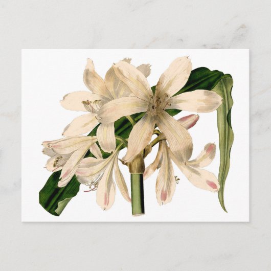 White Amaryllis Botanical Briefkaart (Voorkant)