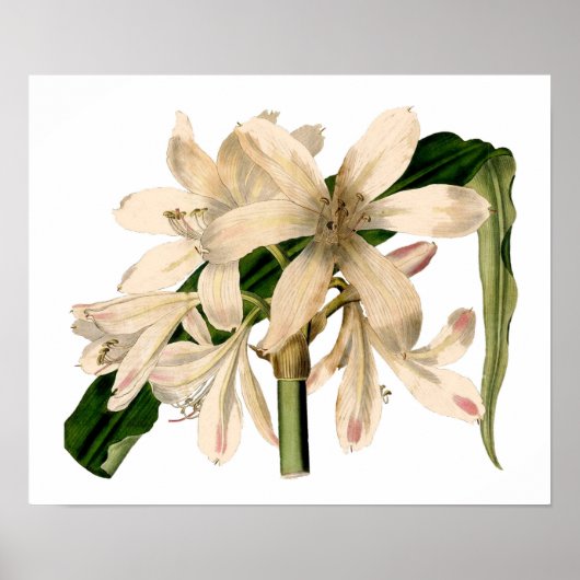 White Amaryllis Botanical Poster (Voorkant)