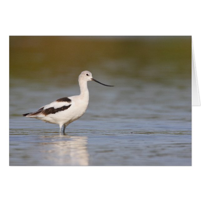 White American Avocet (Voorkant Horizontaal)