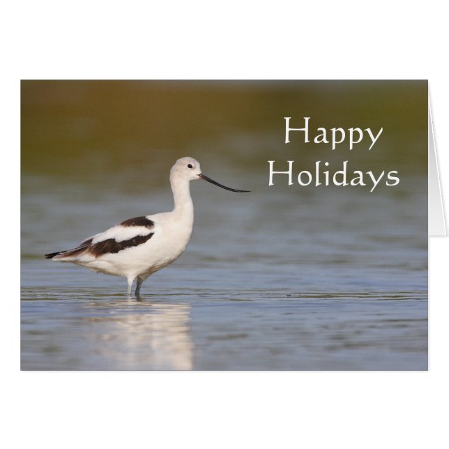 White American Avocet (Voorkant Horizontaal)