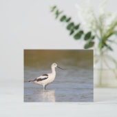 White American Avocet Briefkaart (Staand voorkant)