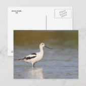 White American Avocet Briefkaart (Voorkant / Achterkant)