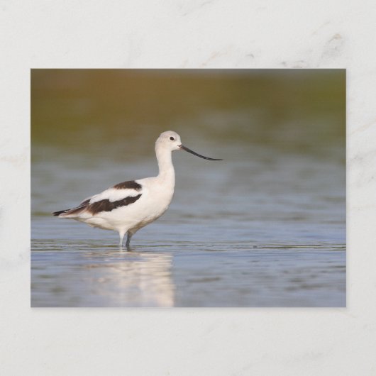 White American Avocet Briefkaart (Voorkant)