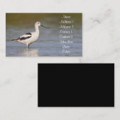 White American Avocet Visitekaartje (Voorkant / Achterkant)