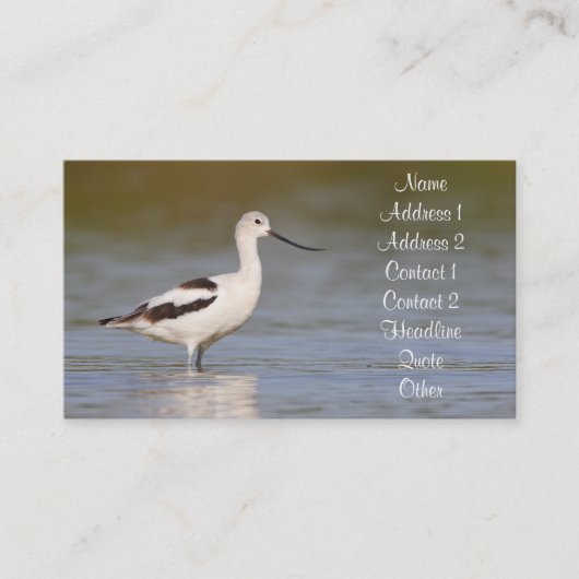 White American Avocet Visitekaartje (Voorkant)