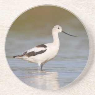 White American Avocet Zandsteen Onderzetter