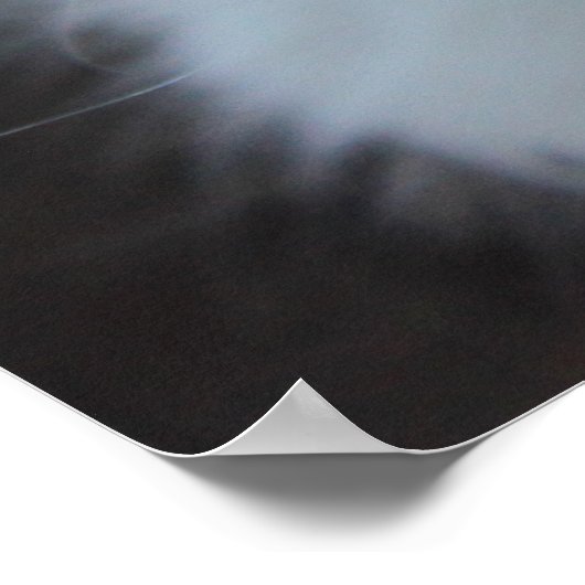 White American Curl Kitten Poster (Hoek)